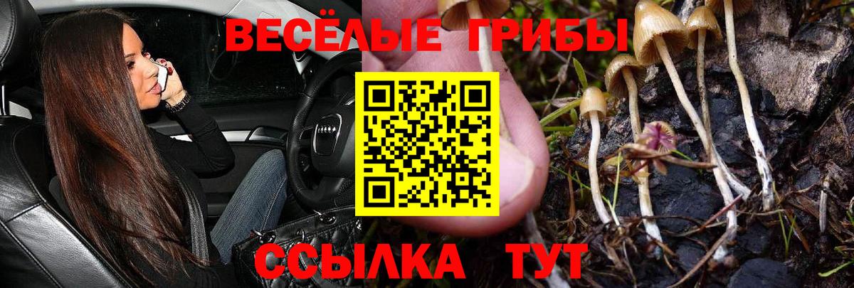 Галлюциногенные грибы Psilocybe  Вход с VPN  Сосновый Бор 
